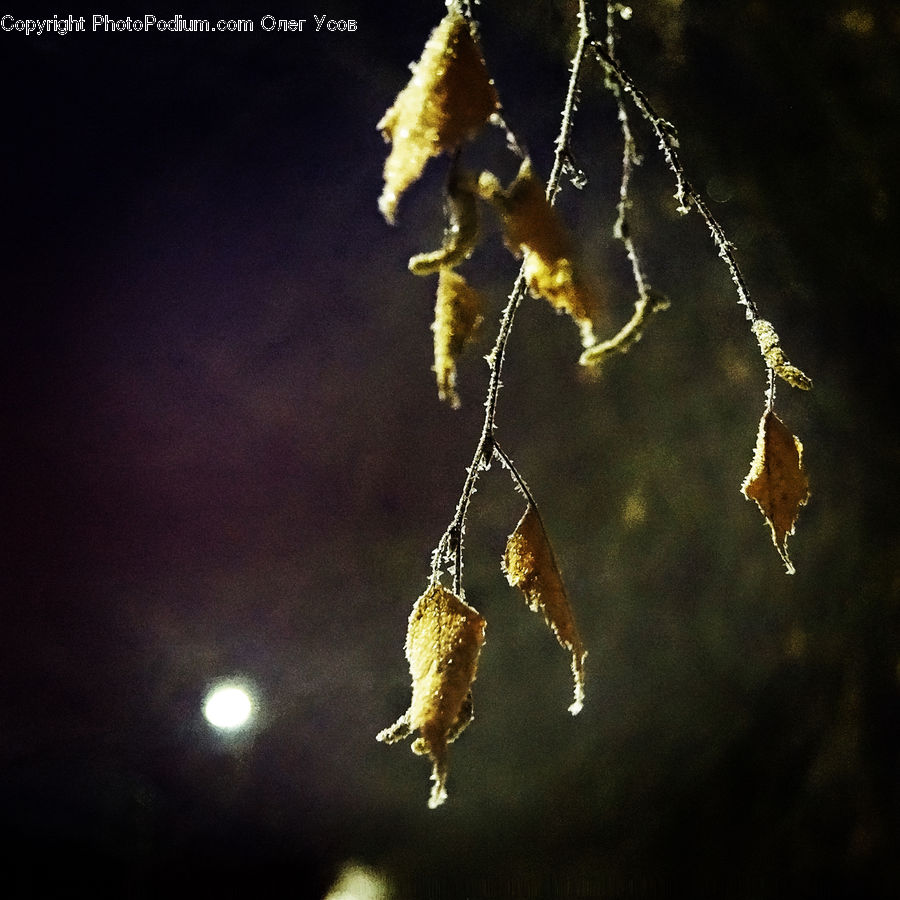 Arachnid, Garden Spider, Insect, Invertebrate, Spider, Birch, Tree