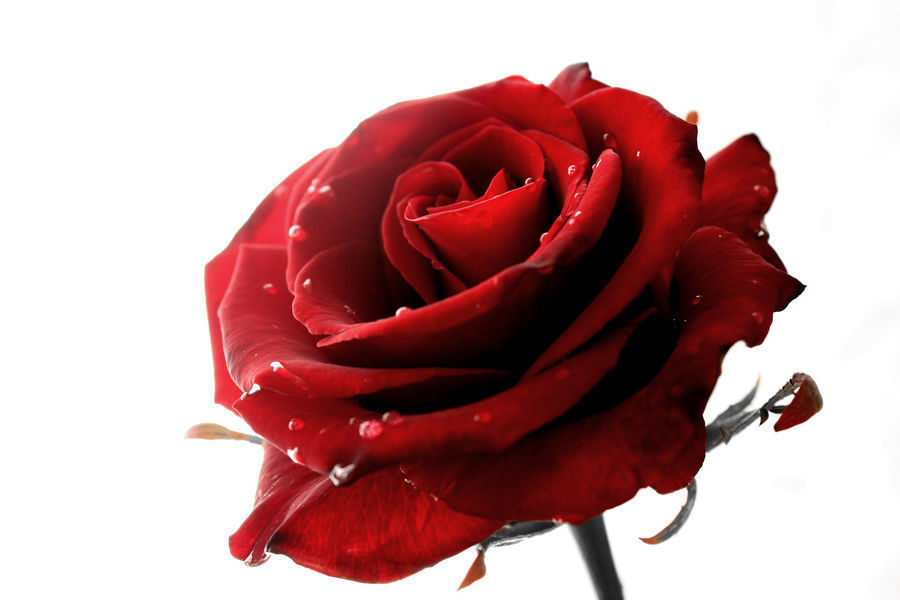 Blossom, Flower, Plant, Rose, Carnation, Flower Arrangement, Flower Bouquet