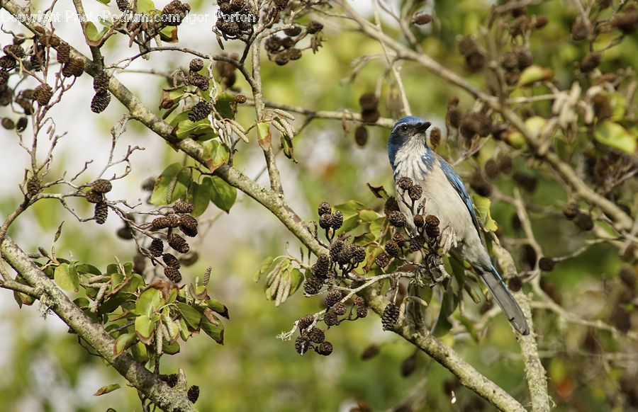 Bird, Jay, Blue Jay, Bluebird