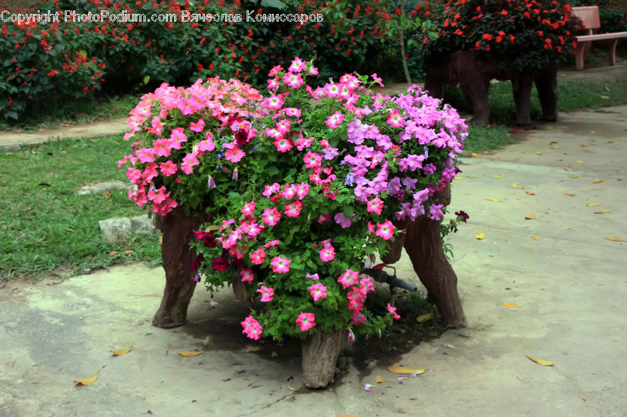 Plant, Potted Plant, Blossom, Flora, Flower, Geranium, Bush