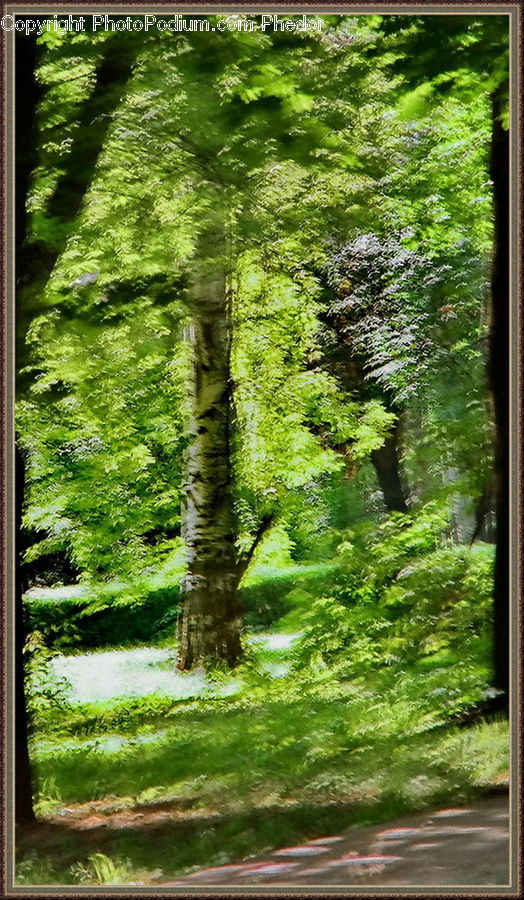 Forest, Vegetation, Grove, Land, Plant, Tree, Fir