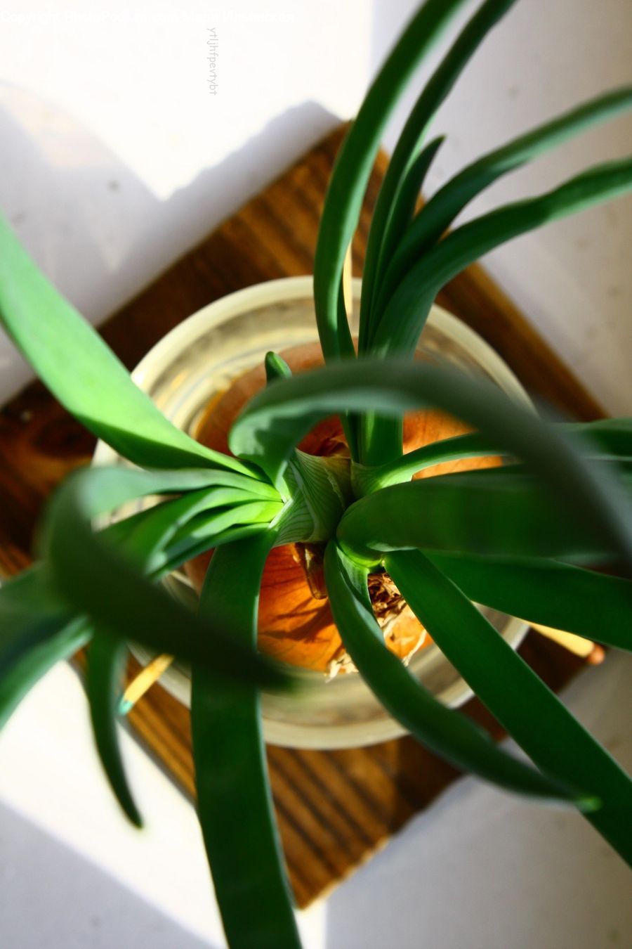 Plant, Aloe, Flower Arrangement, Ikebana, Potted Plant, Vase, Flower