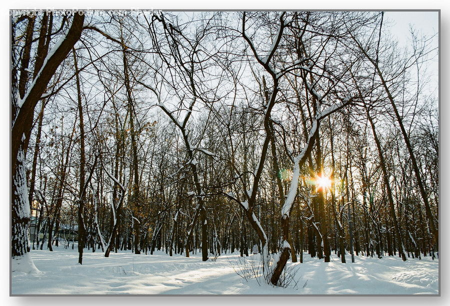 Ice, Outdoors, Snow, Birch, Tree, Wood, Forest