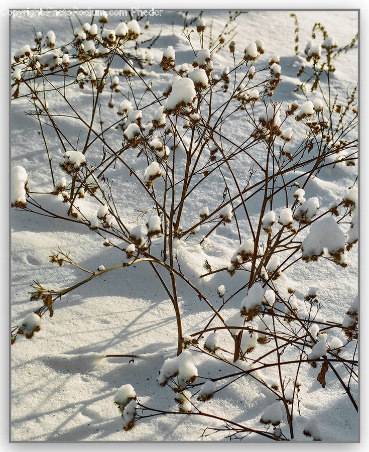 Bird, Grouse, Ptarmigan, Art, Modern Art, Quail, Ice