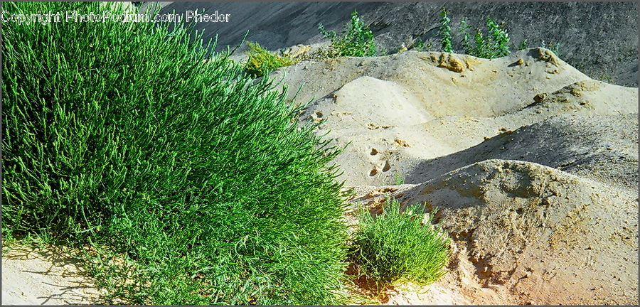 Fence, Hedge, Plant, Moss, Outdoors, Sand, Soil