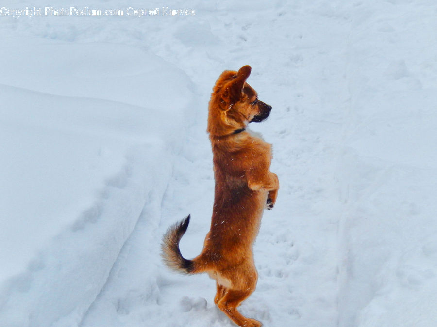 Animal, Canine, Fox, Grey Fox, Kit Fox, Mammal, Red Fox