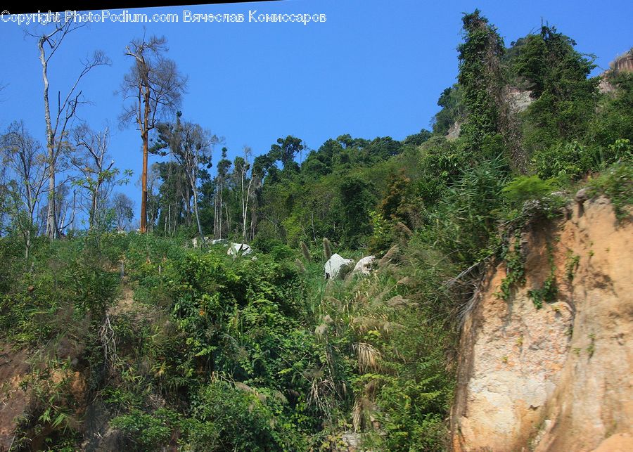 Landslide, Outdoors, Wilderness, Bush, Plant, Vegetation, Cliff