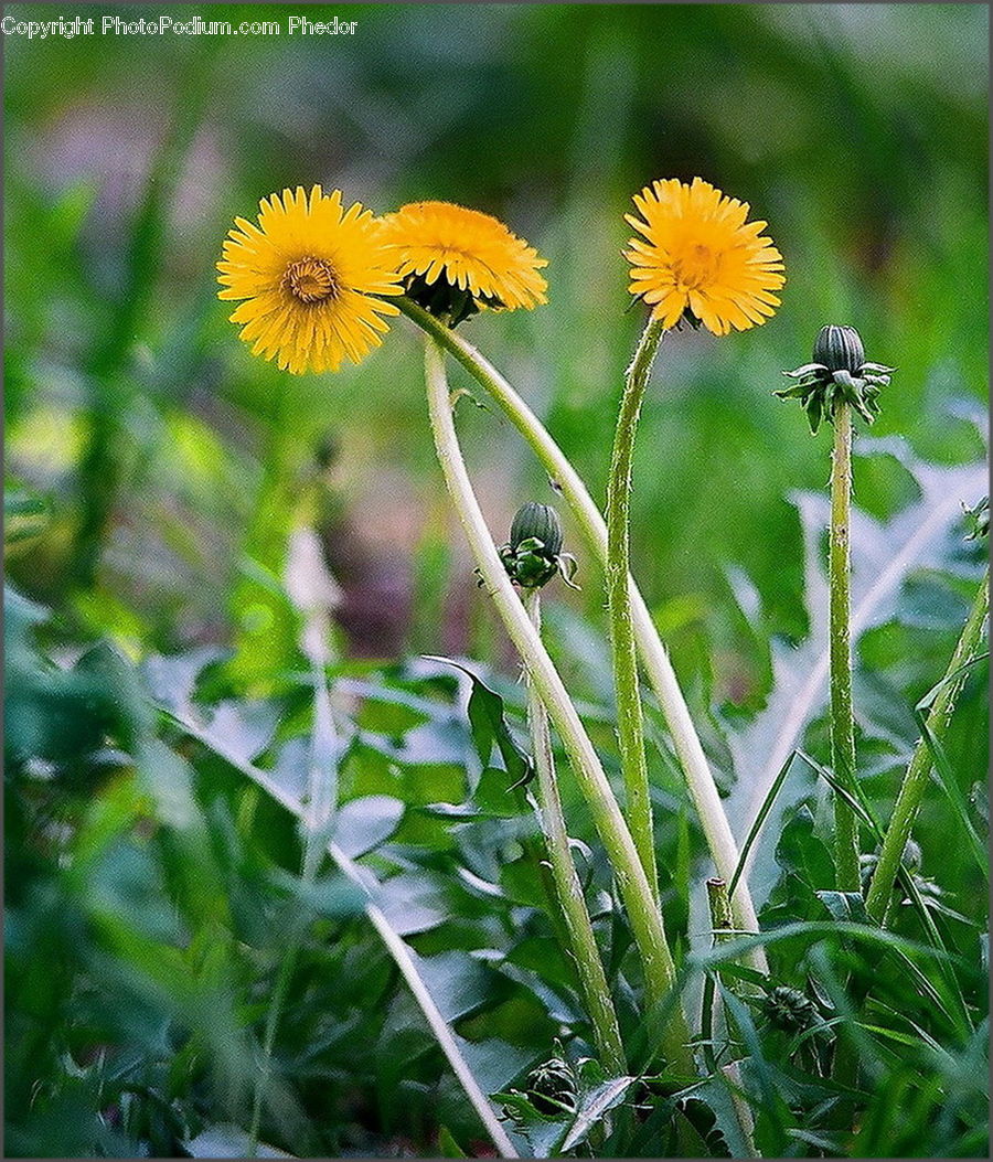 Dandelion, Flower, Plant, Asteraceae, Blossom, Flora, Daisies