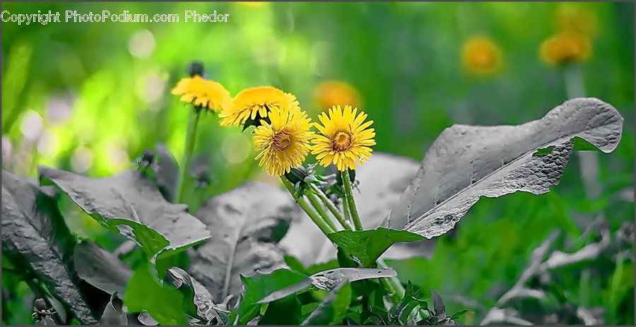 Blossom, Flora, Flower, Plant, Sunflower, Asteraceae, Petal
