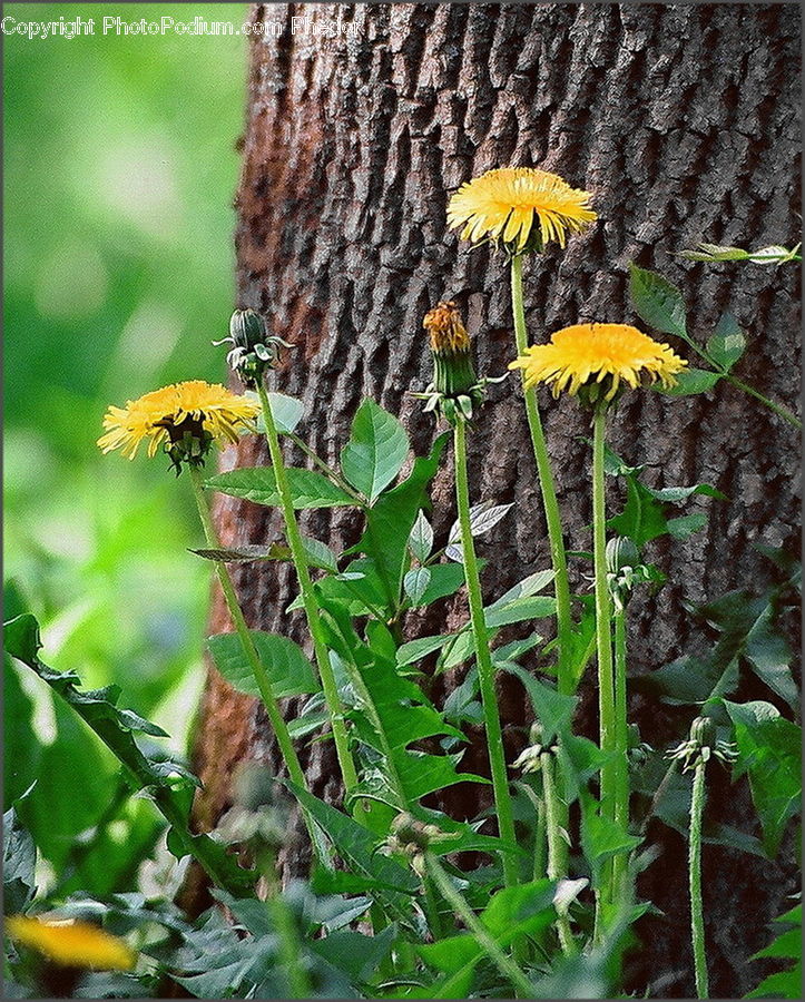 Blossom, Flora, Flower, Plant, Asteraceae, Sunflower, Aster