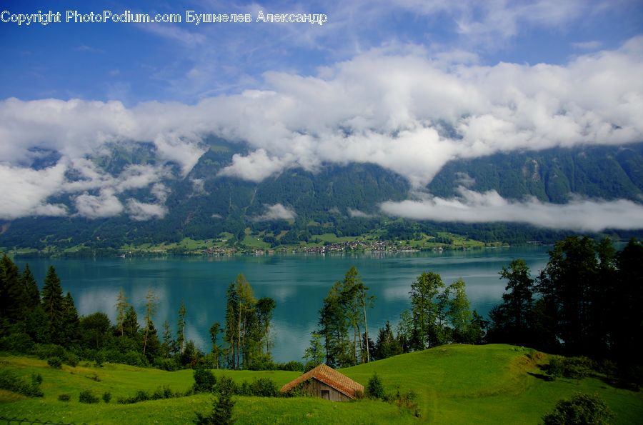 Forest, Jungle, Rainforest, Vegetation, Mountain, Mountain Range, Outdoors