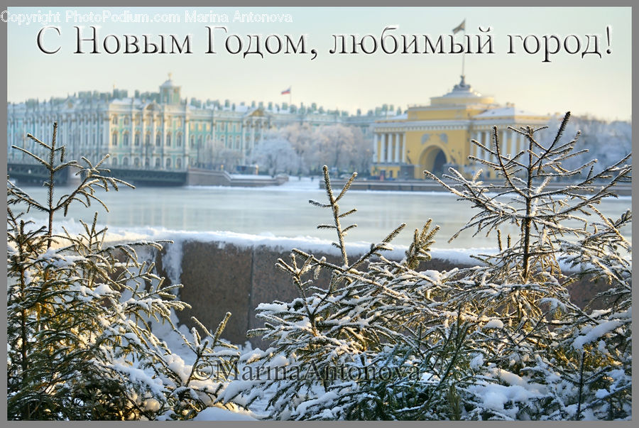 Frost, Ice, Outdoors, Snow, Building, Office Building, Conifer
