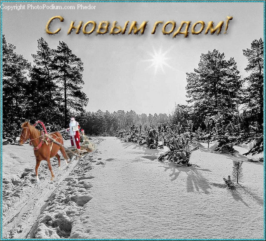 Animal, Horse, Mammal, Brochure, Flyer, Paper, Poster