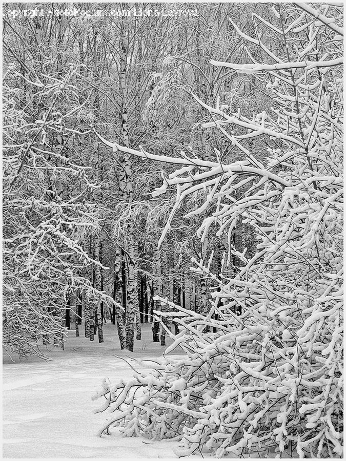 Ice, Outdoors, Snow, Frost, Plant, Tree