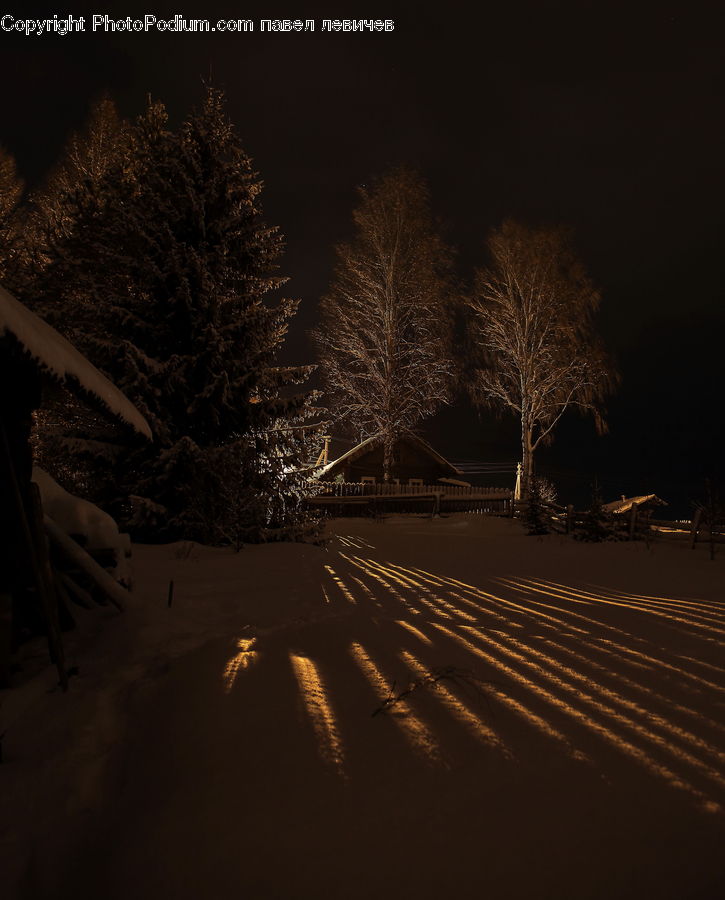 Flare, Light, Sunlight, Night, Outdoors, Conifer, Fir