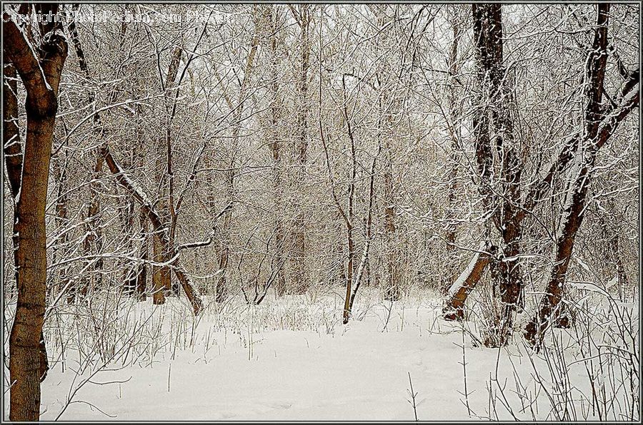 Tree Trunk, Birch, Tree, Wood, Para Rubber Tree, Plant, Oak