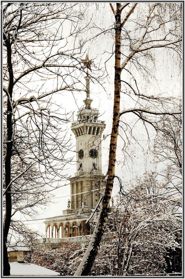 Architecture, Bell Tower, Clock Tower, Tower, Plant, Tree, Birch