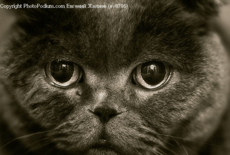 Animal, Adorable, Person, Portrait, Selfie, Face, Head