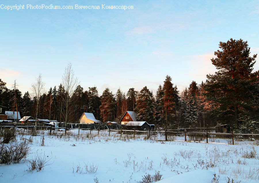 Conifer, Fir, Pine, Spruce, Wood, Ice, Outdoors