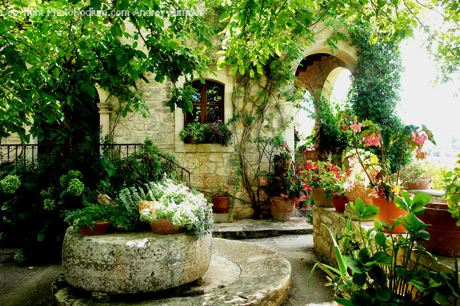 Patio, Ivy, Plant, Vine, Garden, Gardening, Blossom