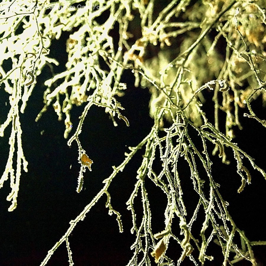 Conifer, Fir, Plant, Tree, Dill, Arachnid, Garden Spider