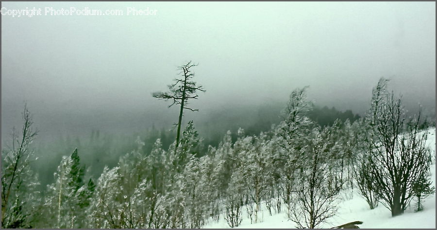 Conifer, Fir, Spruce, Wood, Ice, Outdoors, Snow
