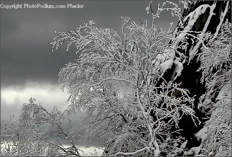 Frost, Ice, Outdoors, Snow, Conifer, Fir, Plant