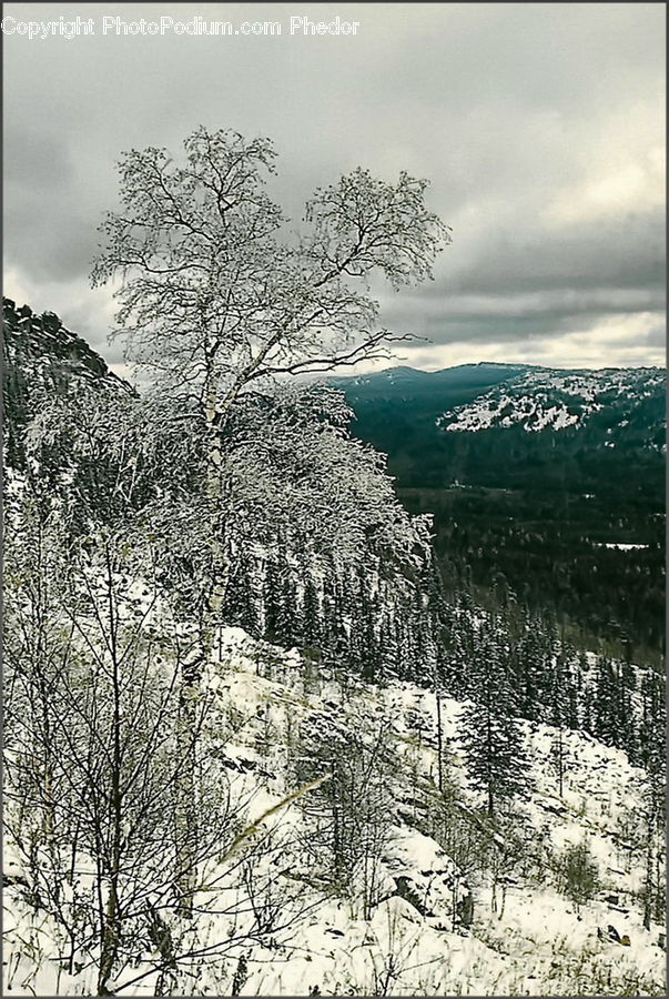 Plant, Tree, Conifer, Fir, Forest, Vegetation, Bush