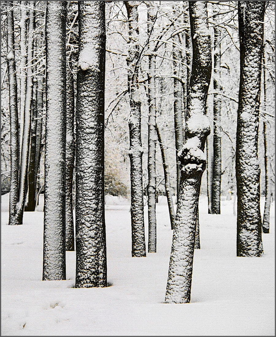 Birch, Tree, Wood, Forest, Vegetation, Plant