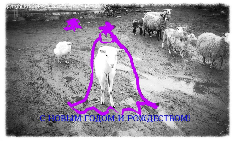 Collage, Poster, Flyer, Animal, Aries, Sheep, Brochure