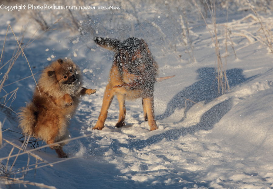 Animal, Canine, Coyote, Grey Fox, Mammal, Red Wolf, Blizzard
