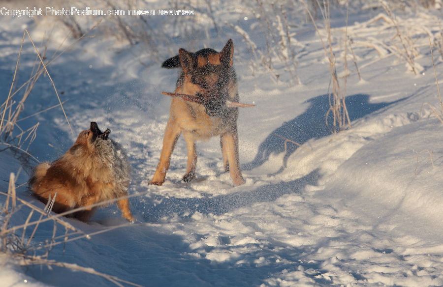 Animal, Canine, Coyote, Grey Fox, Mammal, Red Wolf, Deer