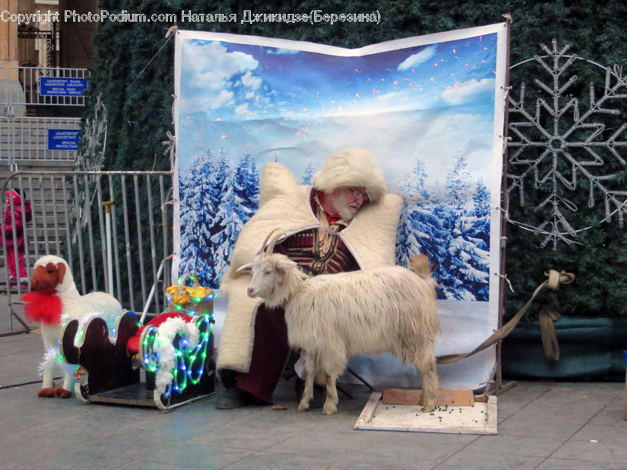 Animal, Mammal, Sheep, Goat, Mountain Goat, Conifer, Fir