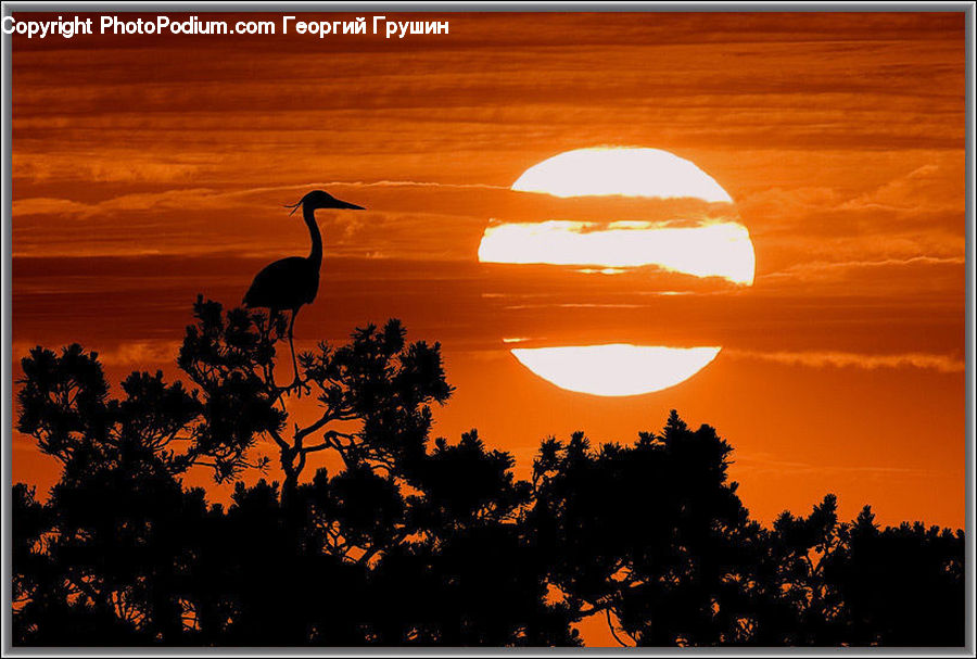 Dawn, Dusk, Red Sky, Sky, Sunrise, Sunset, Plant