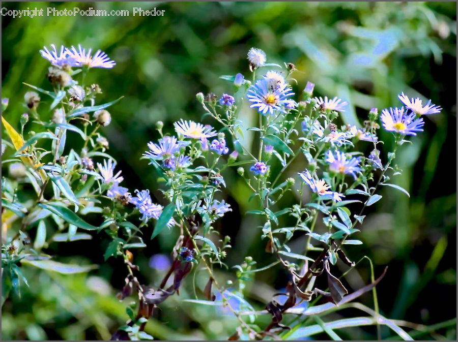 Blossom, Flora, Flower, Plant, Daisies, Daisy, Aster