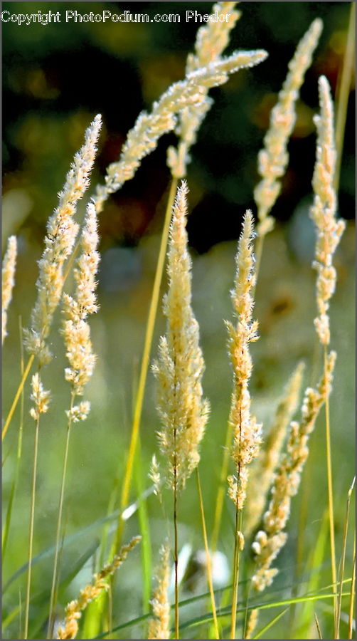 Field, Grass, Grassland, Plant, Blossom, Flora, Flower