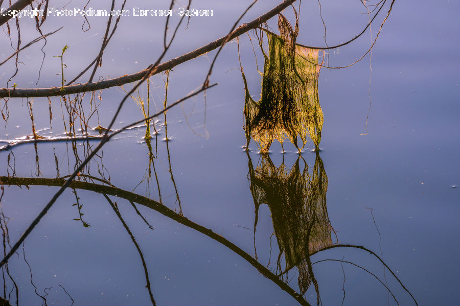 Plant, Tree, Willow, Bird Nest, Nest, Conifer, Fir