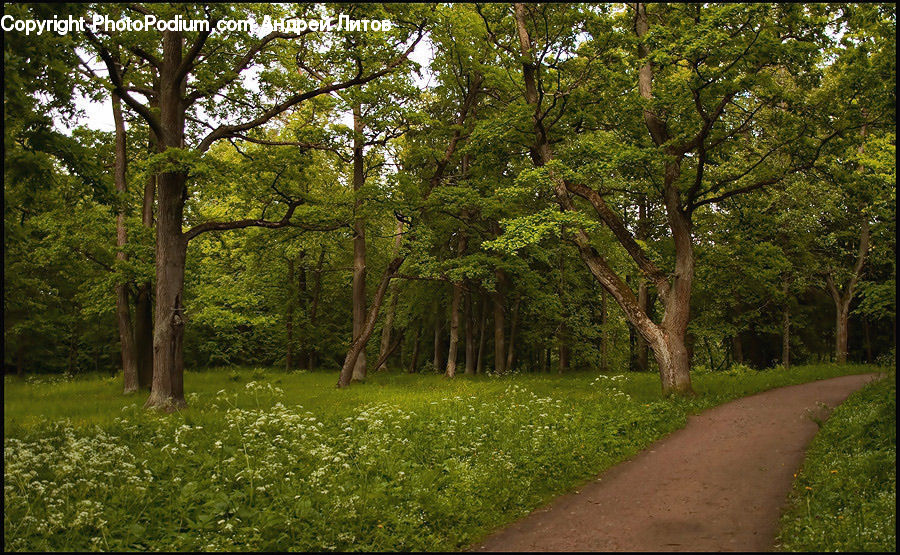 Dirt Road, Gravel, Road, Path, Walkway, Forest, Vegetation
