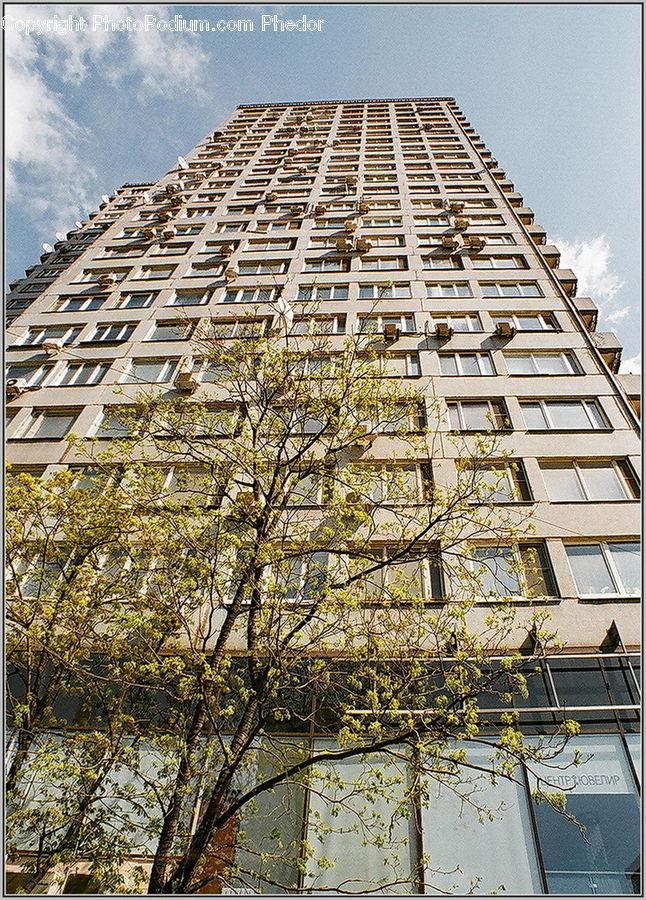 Building, Housing, Apartment Building, High Rise, City, Bonsai, Plant