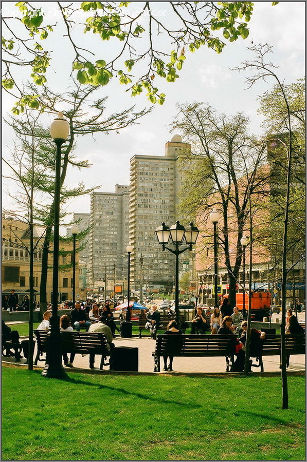 Bench, Park, Plant, Tree, City, Downtown, Urban