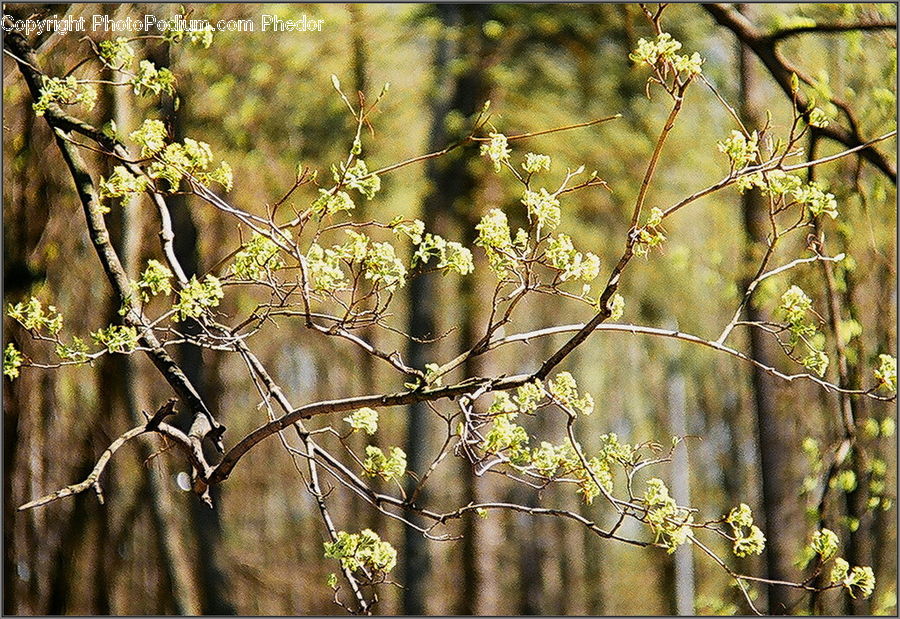 Field, Grass, Grassland, Plant, Blossom, Flora, Flower