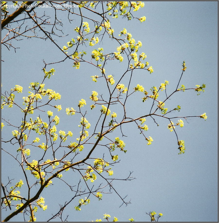 Blossom, Flora, Flower, Plant, Cherry Blossom, Aster, Daisies