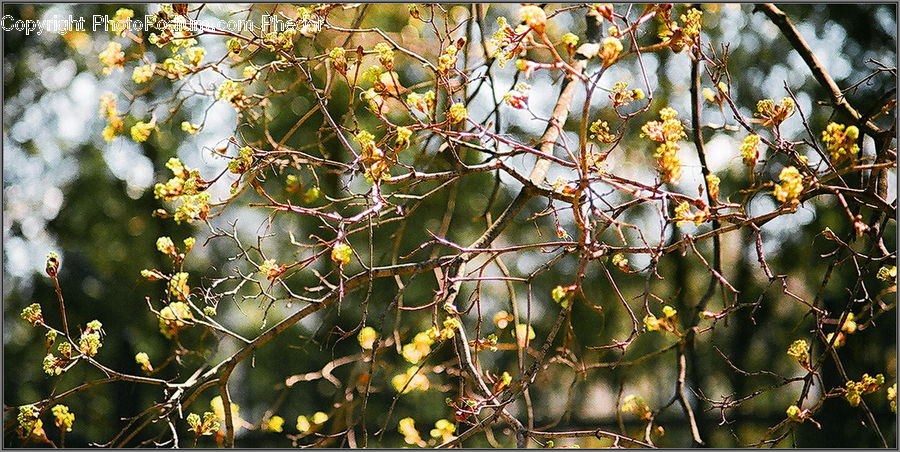 Flower, Mimosa, Plant, Blossom, Flora, Vine, Flower Arrangement
