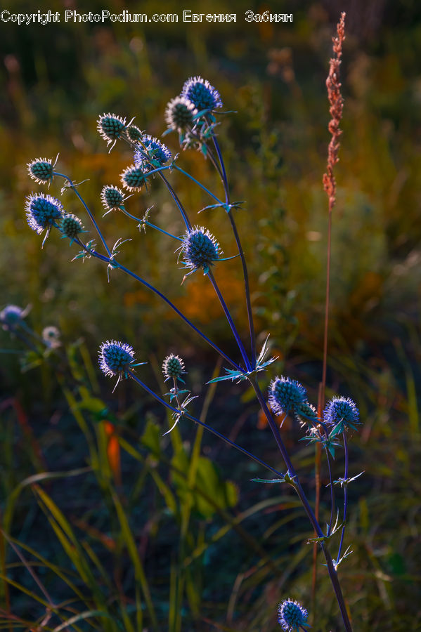 Fiber, Flax, Flora, Flower, Plant, Blossom, Field