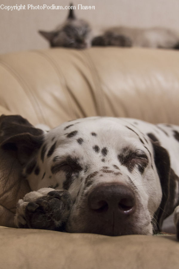 Animal, Canine, Dalmatian, Dog, Mammal, Pet, Cat