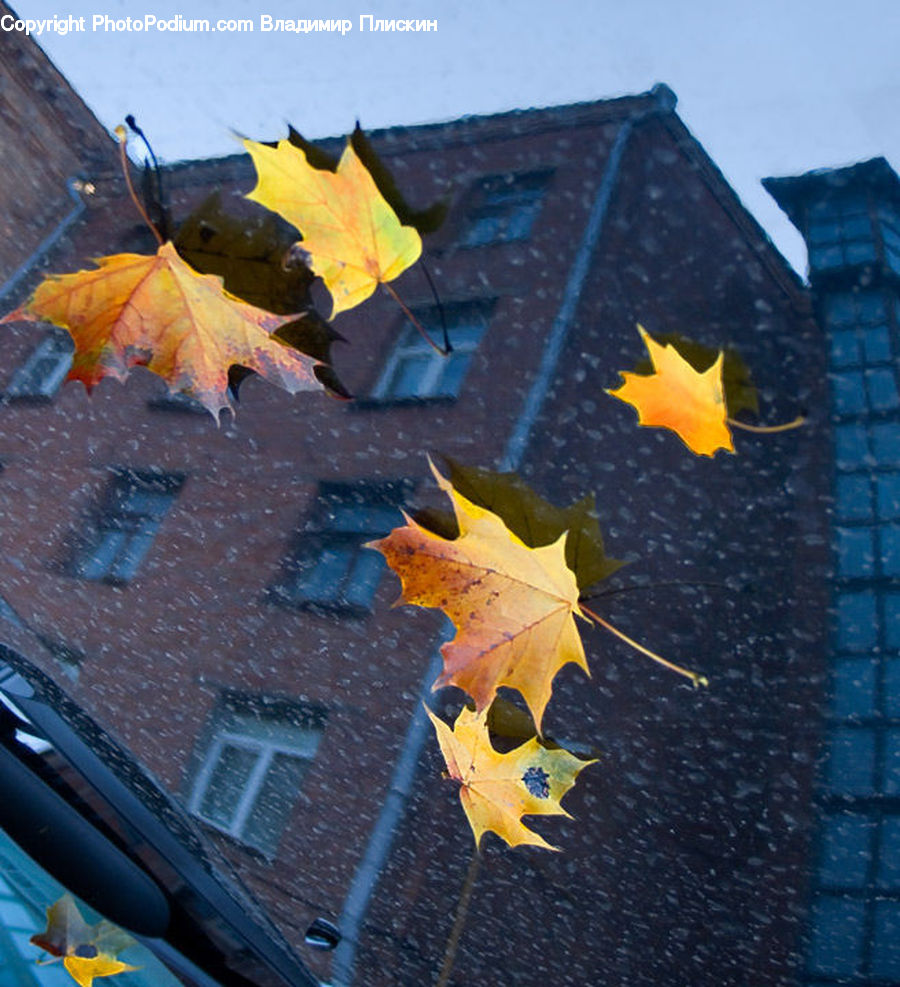 Maple, Maple Leaf, Plant, Ivy, Vine, Tree, Wood