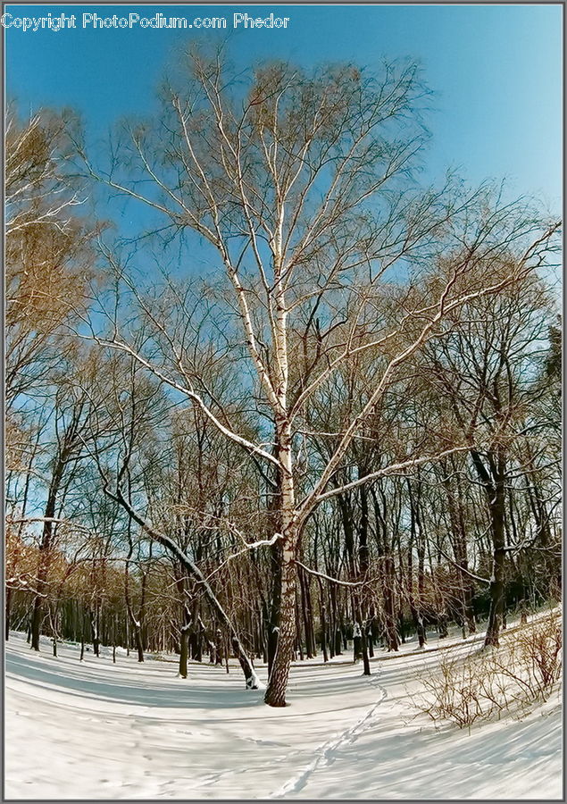 Plant, Tree, Oak, Wood, Fir, Forest, Grove