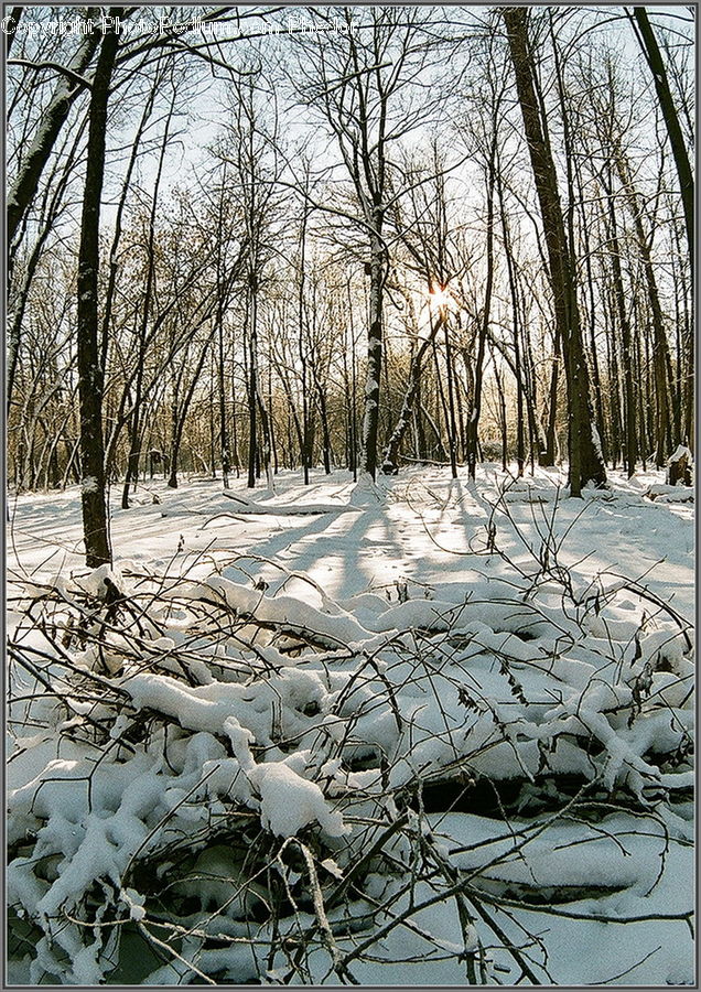 Ice, Outdoors, Snow, Forest, Vegetation, Birch, Tree