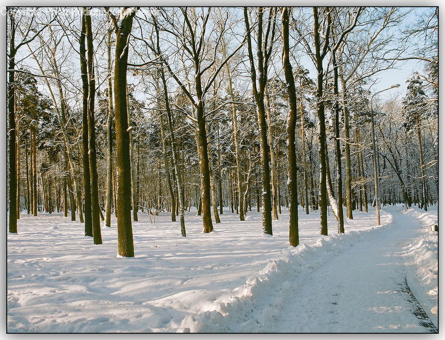 Forest, Vegetation, Birch, Tree, Wood, Landscape, Nature