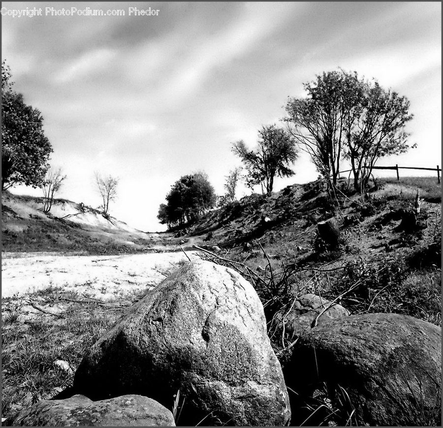 Rock, Plant, Tree, Outdoors, Oak, Wood, Countryside